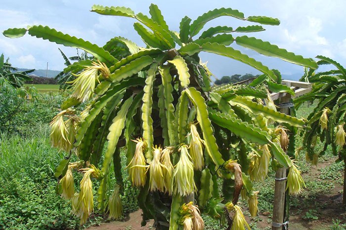 cultivo de pitahaya