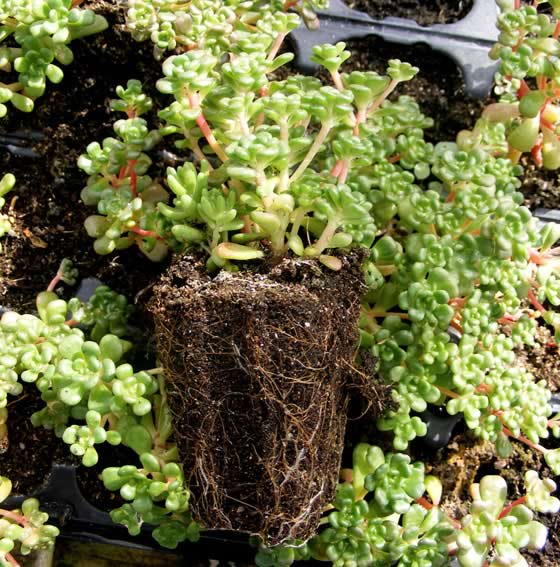 Plantas de Sedum oreganum