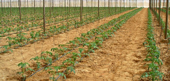 Cultivo de tomate en enarenado