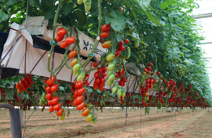 Cultivo de tomate en hidropónico
