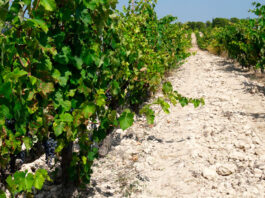 Cultivo de vid en palmeta
