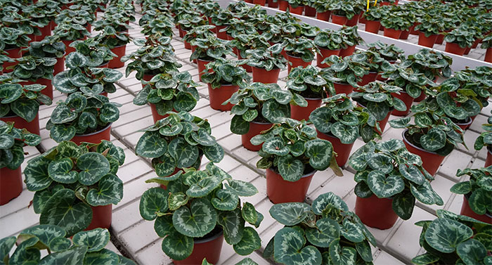 Cultivo del Cyclamen en vivero