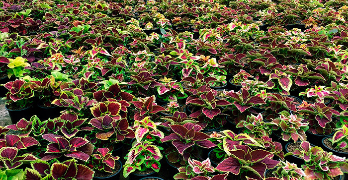 El cultivo del Coleus