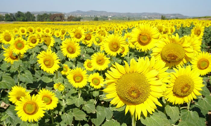 Cultivo del girasol