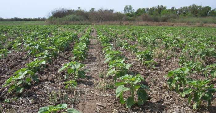 Cultivo del girasol