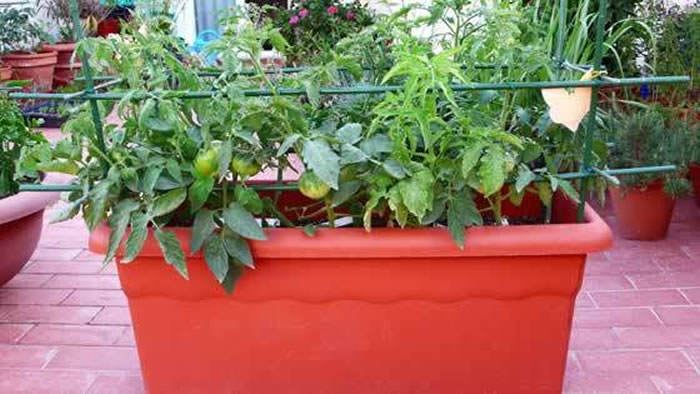 cultivo horticolas en jardineras