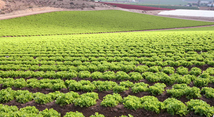 Cultivo de lechuga en Almería