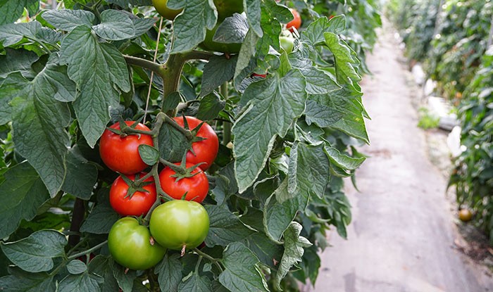 Cultivos de tomates