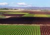 Cultivos hortícolas al aire libre