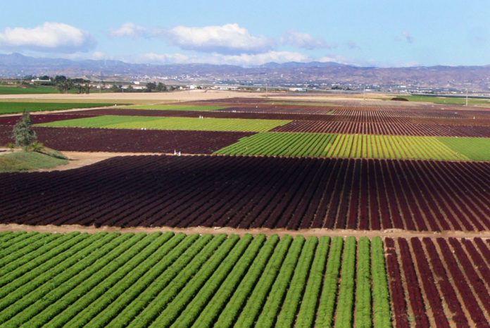 Cultivos hortícolas al aire libre