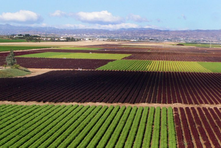 Cultivos hortícolas al aire libre