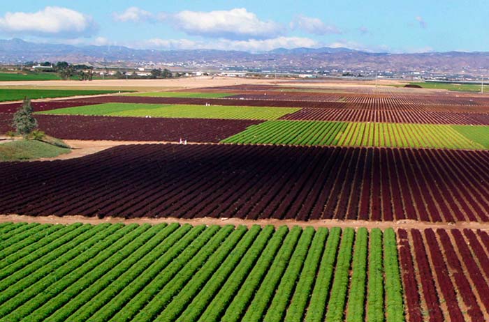 Cultivos hortícolas al aire libre