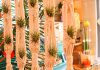 Curiosidades de las Tillandsias