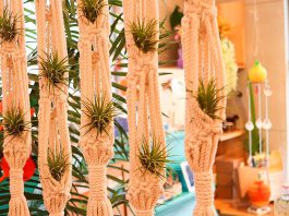 Curiosidades de las Tillandsias