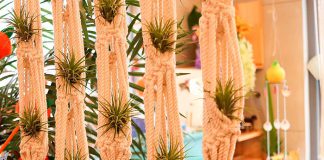 Curiosidades de las Tillandsias