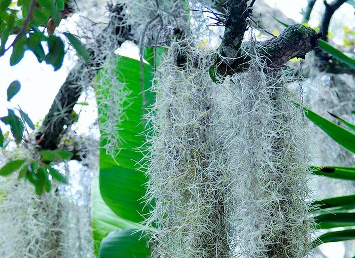 Curiosidades de las Tillandsias