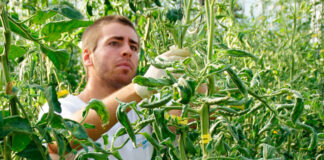 Expertos en agronutrientes y bioestimulantes agrícolas