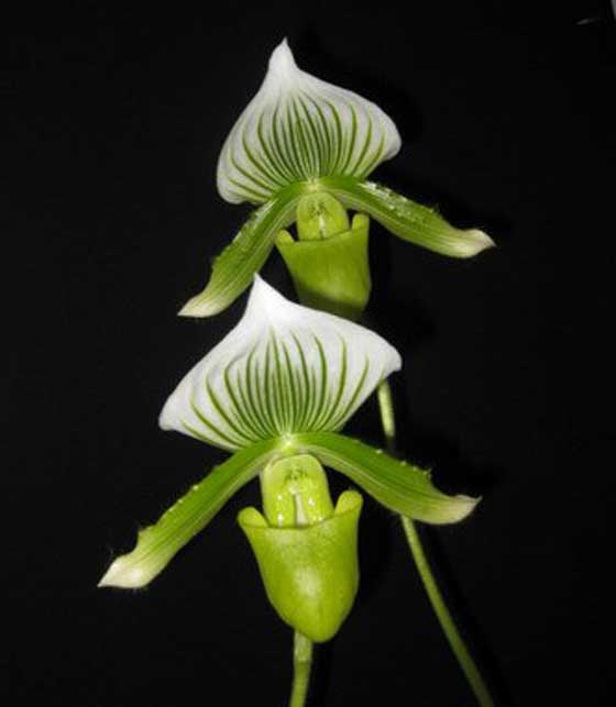 Curso de cultivo de Orquídeas