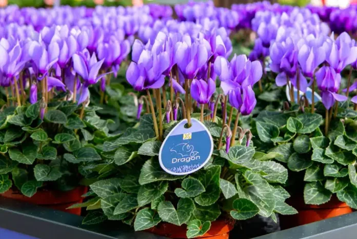 Cyclamen Drago de flor azul
