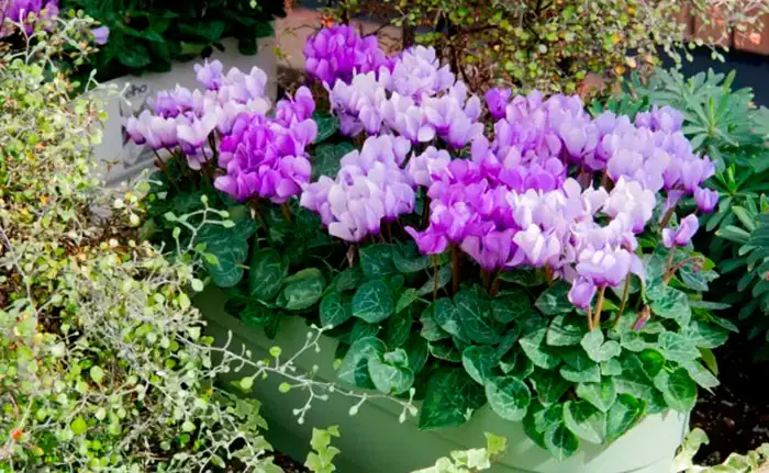 Cyclamen Drago de flor azul en el jardín