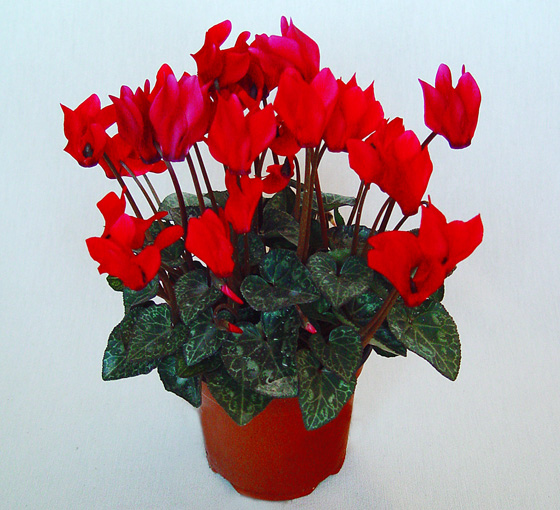 cyclamen-mini-rojo-2 | Revista de Flores, Plantas, Jardinería, Paisajismo y  Medio ambiente