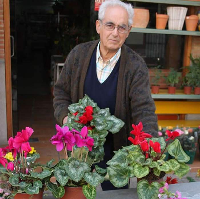 Comercio del Cyclamen persicum