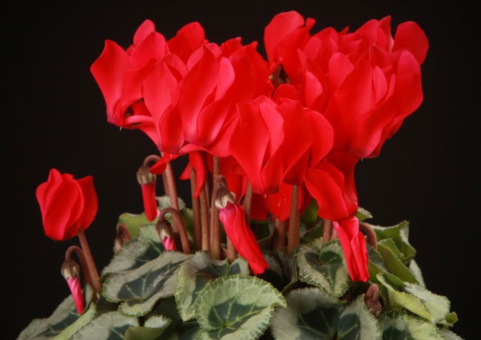 Cyclamen persicum rojo