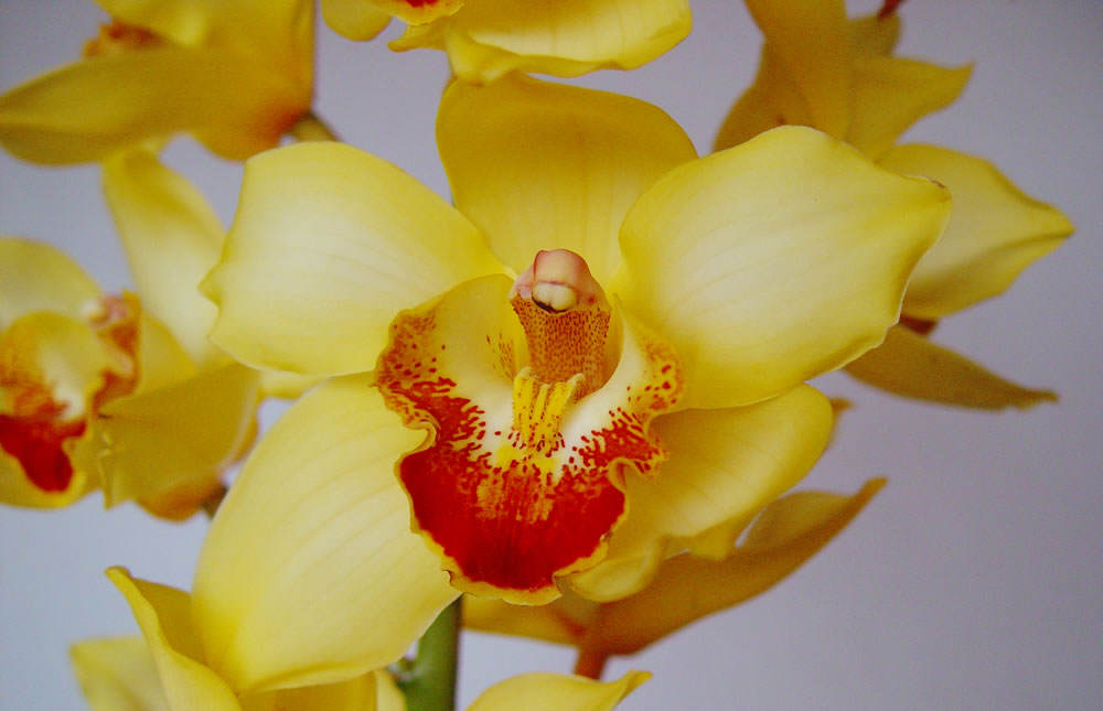 cymbidium amarillo 4