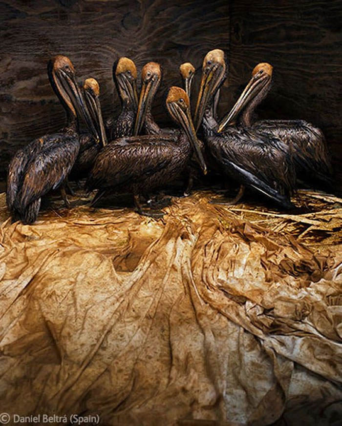 daniel beltra wildlife photographer