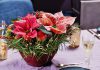 Decoraciones con poinsettia