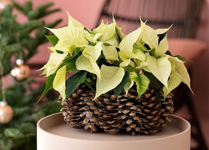 Decoraciones con poinsettia