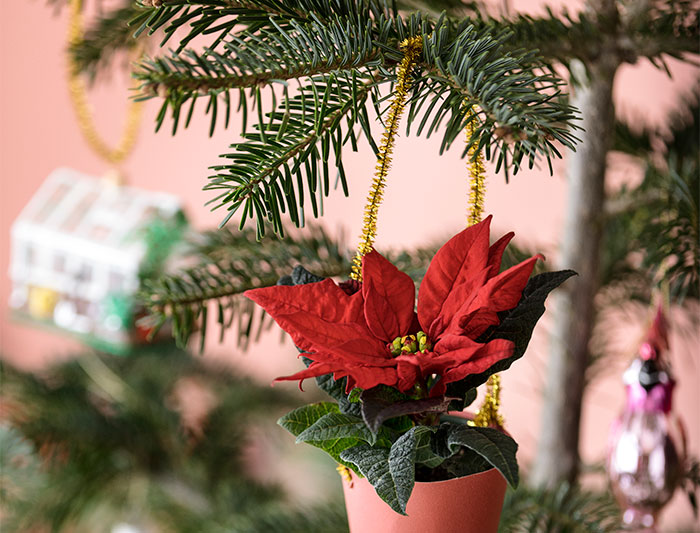 Decoraciones con poinsettia