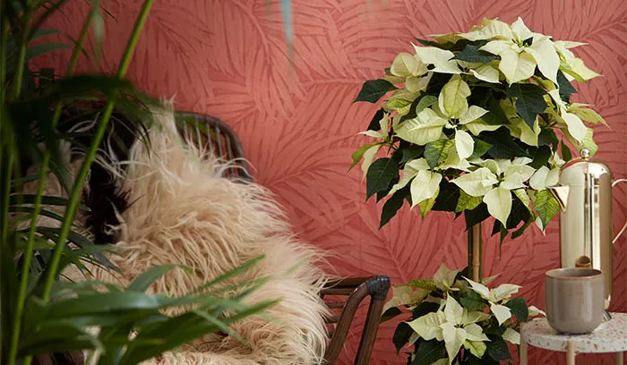 Decoraciones con poinsettia