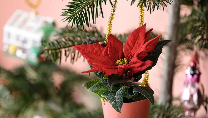 Decoraciones con poinsettia