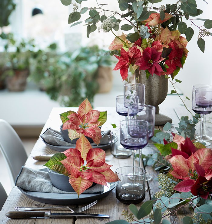 Decoraciones de mesa de estilo romántico con poinsettias