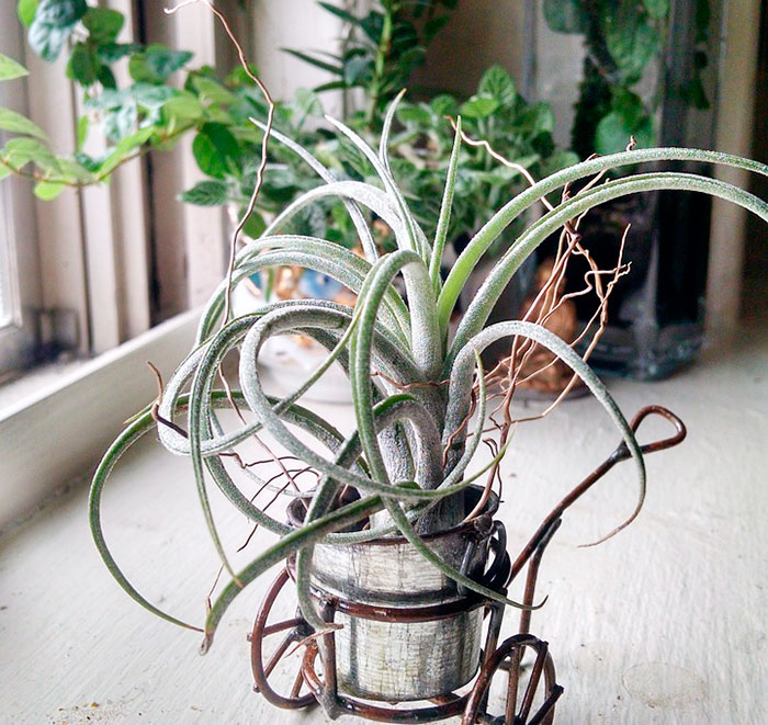 Decoraciones con Tillandsias