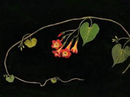 Ipomea Coccinea