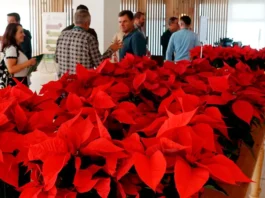 Día da Poinsettia