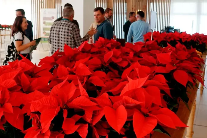 Día da Poinsettia Día da Poinsettia