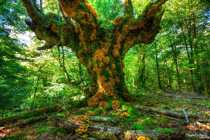 Por los bosques de Navara