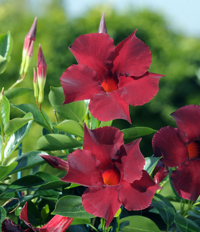 Dipladenia diamantina opale