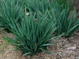 Dianella caerulea
