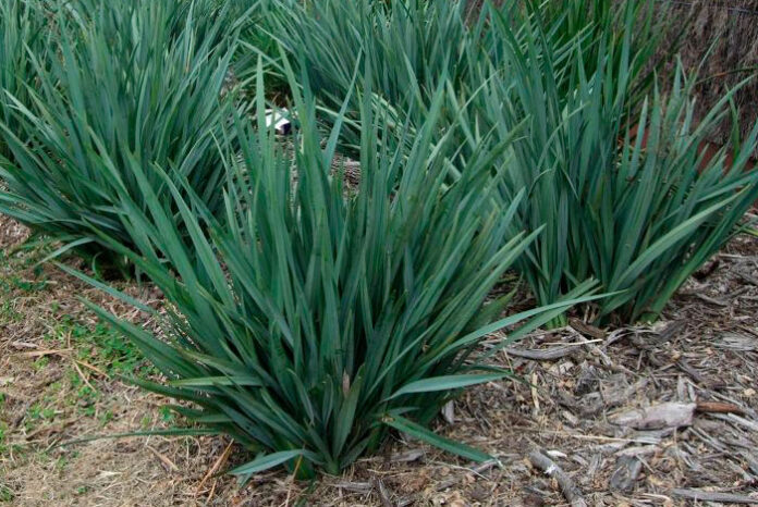 Dianella caerulea