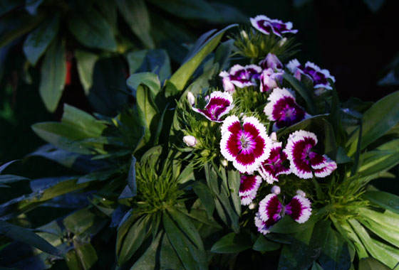 Clavel del poeta o Dianthus barbatus