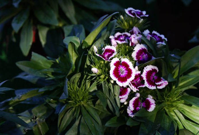 dianthus barbatus clavel poeta