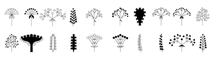 Dibujo de tipos de inflorescencias