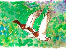 Dibujo patos 1