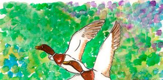 Dibujo patos 1