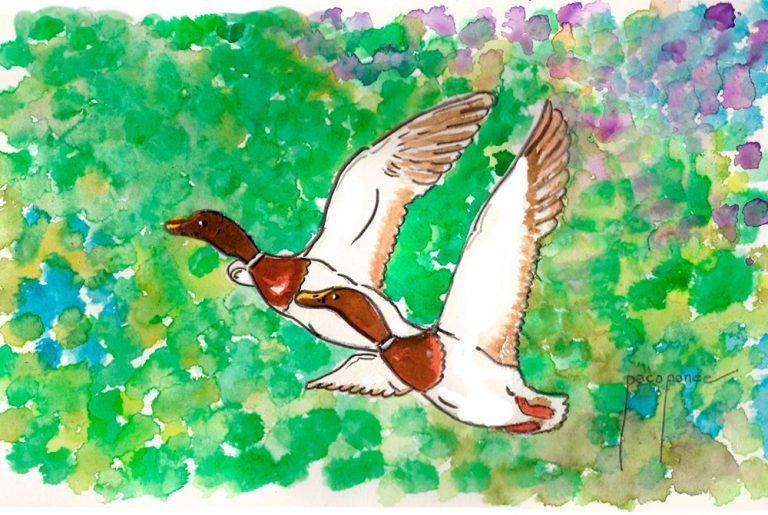 Día Internacional de las Aves