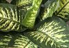 Dieffenbachia amoena